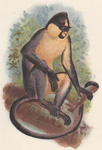 Everett's Langur